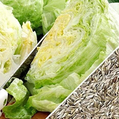 Qualtivate HUA-2A Iceberg Lettuce Seeds Seed(300 per packet)