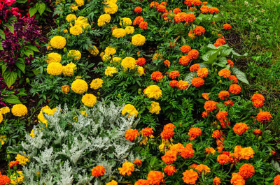 gelunix marigold/gende ka phool flower seeds Seed(75 per packet)