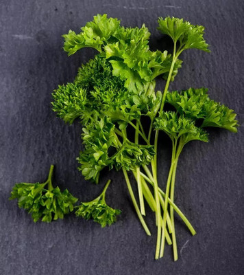 Quentova Forest Green Parsley Curled Leaf-IACR-3N Seed(50 per packet)