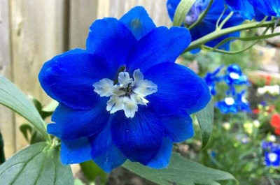 JD AGRO Delphinium Seed(20 per packet)