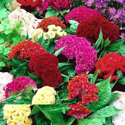 CYBEXIS CELOSIA COCKS COMB DWARF SEEDS-50 Seeds Seed(50 per packet)