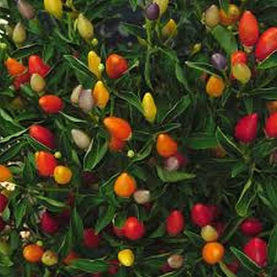 AMAJIT Mirch,Pepper Green Hybrid Seed(55 per packet)