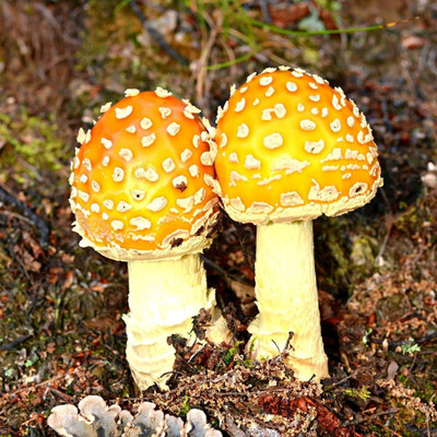 XOLDA Organic mushroom herb Seed(34 per packet)