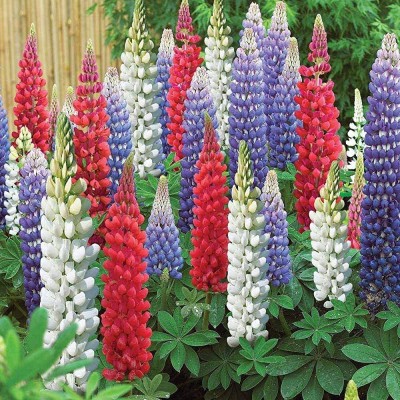 Epazo Lupin Mix Dwarf Flower Seed(12 per packet)