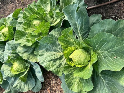 Greenfall Cabbage Seed(50 per packet)