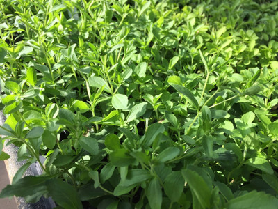 GEZ Stevia Sweet Leaves Herb Plant Seed(50 per packet)