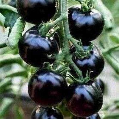 seedargo Seedargo Best Quality Hybride black Tomato Seed Seed(60 per packet)