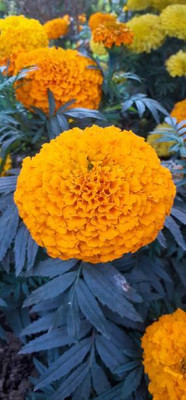 Cosmos marigold,gende ka phool seeds Seed(22 per packet)