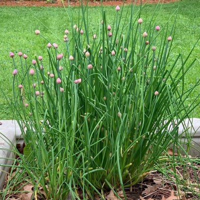 VibeX ATS-67 - Garlic Chives Herb - (2250 Seeds) Seed(2250 per packet)