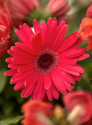 BHUSAN Daisy Red Seed(60 per packet)