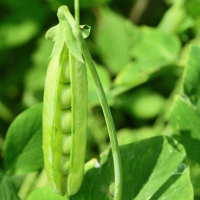 VibeX ® LXI-284 Cascadia Sugar Snap Pea Seeds Seed(50 per packet)