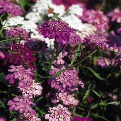 CRGO ® GBPT-60-Candytuft Fairy Mixed Seeds Hardy Annual Flower-25 x Seeds Seed(25 per packet)