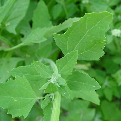 Farmonix Fresh Bathua / Sakothina / Parrupu Saag Seed(500 per packet)