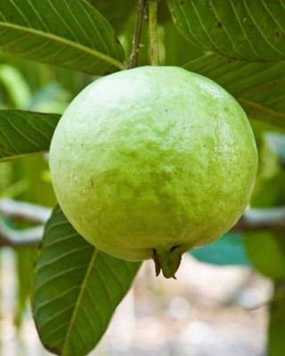BDSresolve Big guava seeds PACK OF 48 Seed(48 per packet)