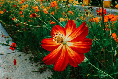 ZIXA Cosmos Diablo Seed(30 per packet)