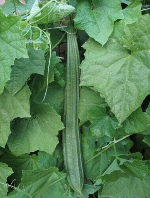 Qualtivate HYB-5A Angled Ridge Gourd Turai Seed(50 per packet)