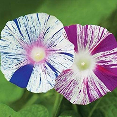 CYBEXIS Morning Glory Harlequin - Flower Mix Seed(1 g)