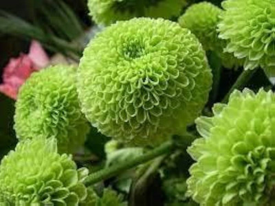 ibains Guldaudi mix flower seed Seed(10 per packet)