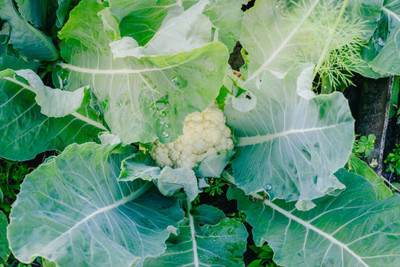 Arshisyat white cauliflower,gobhee seeds Seed(25 per packet)