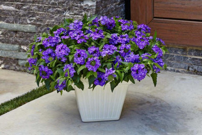 ACCELCROP Verbena- Florist Mixed Seed(32 per packet)