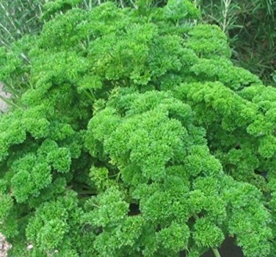 VibeX GBPUT-27 - Parsley - Curled Forest Green - (2250 Seeds) Seed(2250 per packet)