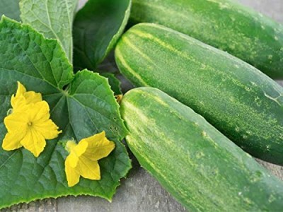 ENINE Cucumber Seeds for Home Terrace Gardening Outdoor Vegetable 100 Seeds FG204 Seed(100 per packet)