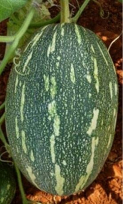 Aywal Pumpkin F1 Hybrid Seed(70 per packet)