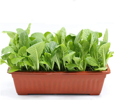 CYBEXIS Pak Choi Organic Seeds400 Seeds Seed(400 per packet)