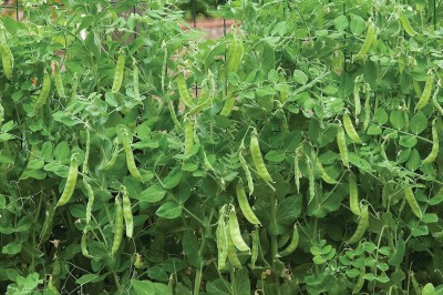 Qualtivate HUA-5A Snowbird Pea Seeds Seed(200 per packet)