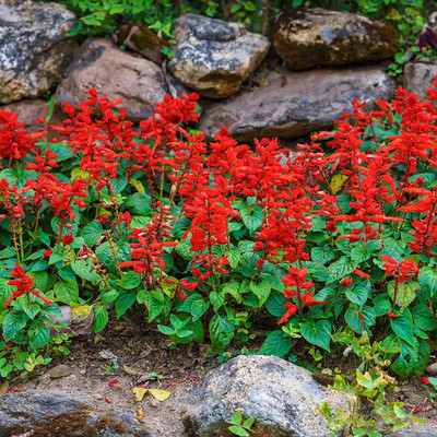 VibeX ® VXI-65 Sage Scarlet Seed Seed(200 per packet)