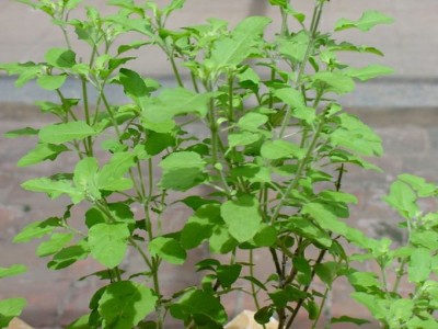 Lorvox Rama Tulsi Seed(300 per packet)