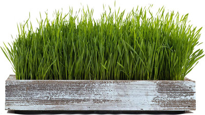 CYBEXIS GBPUT-95 - Cat Grass for Indoor Cats - (7500 Seeds) Seed(7500 per packet)