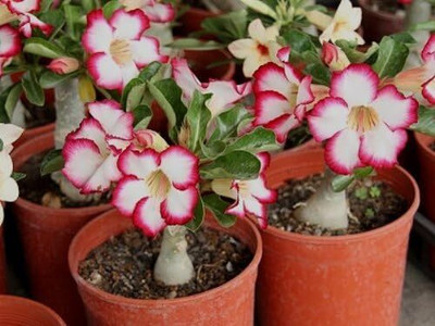 Qualtivate XLR-214 Adenium Obesum Desert Rose Impala Lily Seed(30 per packet)