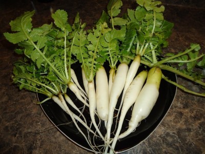 Qualtivate EXL-4AT Radish Seeds- Daikon Minowase Seed(300 per packet)