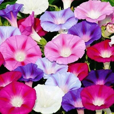 VibeX NDIR-17 - Ipomea/morning glory - (300 Seeds) Seed(300 per packet)