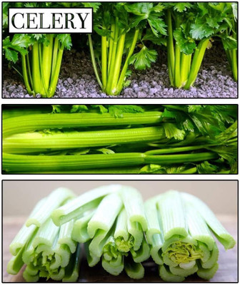 CYBEXIS PUAS-9 - Utah Tall Celery - (250 Seeds) Seed(250 per packet)