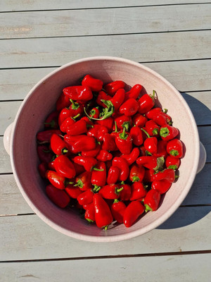 Biosnyg Disease-Resistant Lunch Box Red Capsicum Vegetable Seeds For Planting-(50 Seeds) Seed(50 per packet)