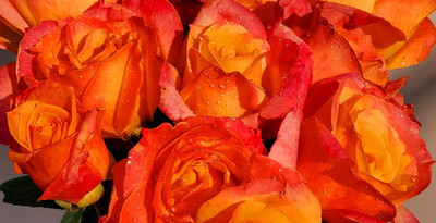 Qualtivate PUA-8A Rose for Planting Seed(25 per packet)