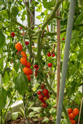 TIMOSHA tomato Seed(145 per packet)