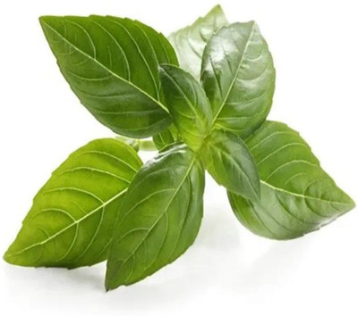 XEFRA Italian Basil Seed(70 per packet)