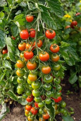 AgroAcres tomato Seed(65 per packet)