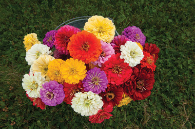 CYBEXIS Rare Zinnia Dahlia Mix Seeds Seed(25 per packet)