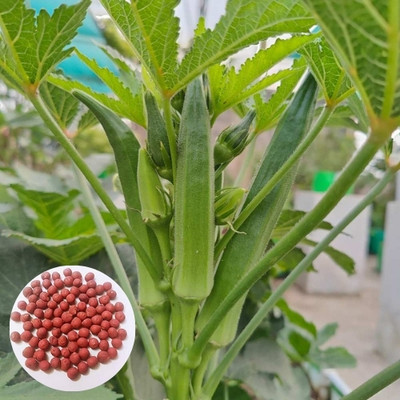 DEYS AGRO ™ lady finger seeds,summer vegetable Seed(49 per packet)