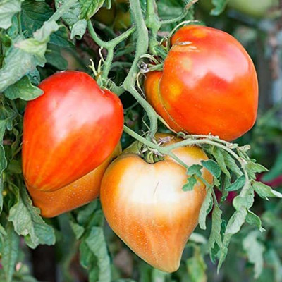 Aywal Hybrid Pusa Ruby High Yield Tomato Seed(375 per packet)