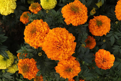 Xesas marigold,gende ka phool seeds Seed(21 per packet)