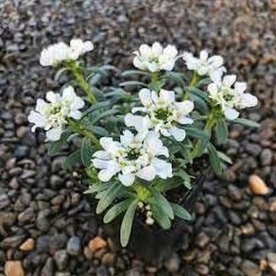 Aywal Candytuft Dwarf Fairy Mixed Seed(20 per packet)