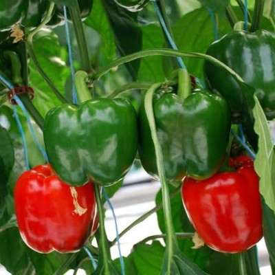 Greenfall High Quality Capsicum Green Seeds - 25 Seeds for DIY Garden Seed(25 per packet)