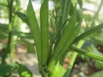 Akshaya cluster bean seeds Seed(20 per packet)