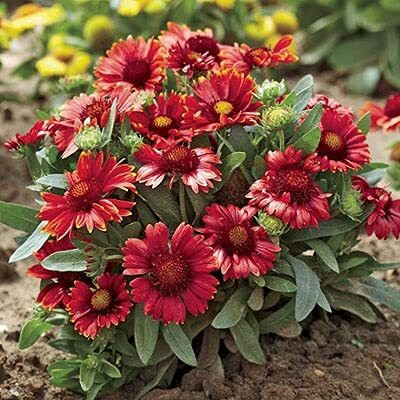 Qualtivate LX-71 Gaillardia Flower Seeds Seed(50 per packet)