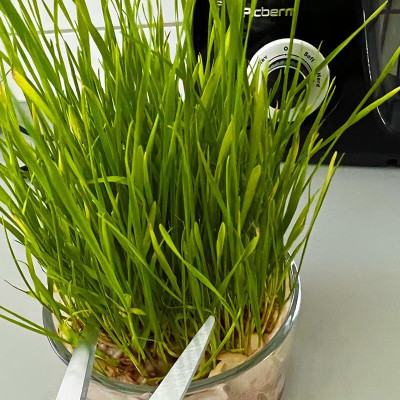 Biosnyg Non GMO Hard Whitegrass Seeds for Juicing & Health Drinks-(2000 Seeds) Seed(2000 per packet)